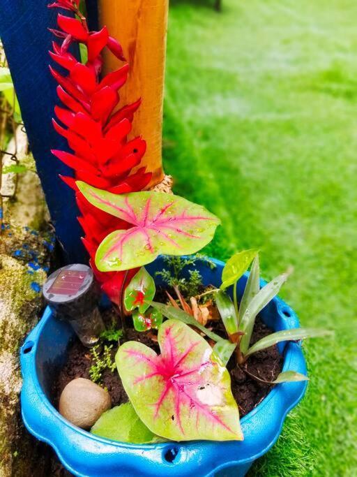 Poetry Garden Bocas Town Colon Island Villa Eksteriør billede
