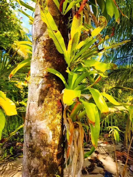 Poetry Garden Bocas Town Colon Island Villa Eksteriør billede